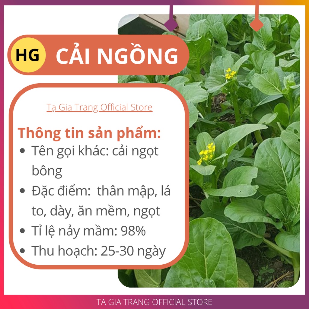 Deal 1K - 100 Hạt giống rau cải ngồng (cải ngọt bông) - Tập làm vườn cùng Tạ Gia Trang