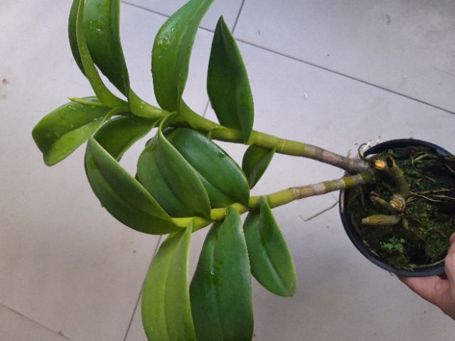 Denro vàng lưỡi đỏ cây trưởng thành sắp hoa