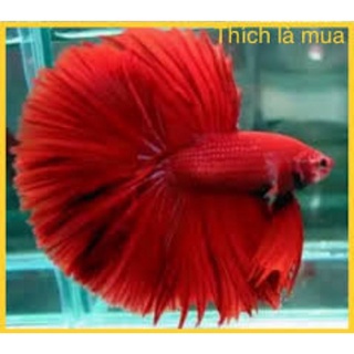1 Cặp cá Betta Haflmoon, cá lia thia, cá đá