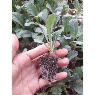 Cây giống cải kale xoăn xanh, cải kale xoăn tím, kale khủng long xanh, kale red rusian