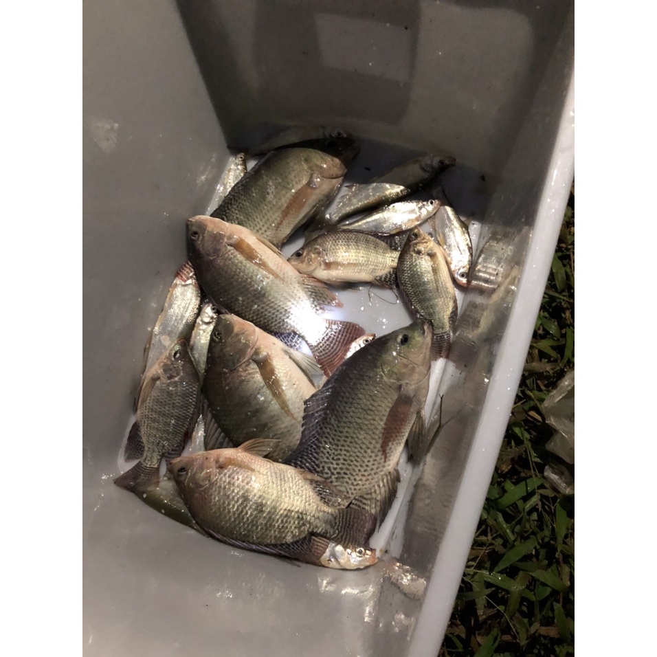 Bột Cám Cá Cao Cấp Cargill Thơm Ngon-20% Protein