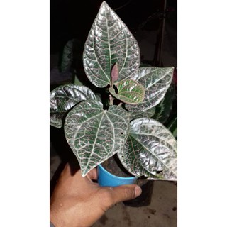 Chỉ vàng đỏ betel
