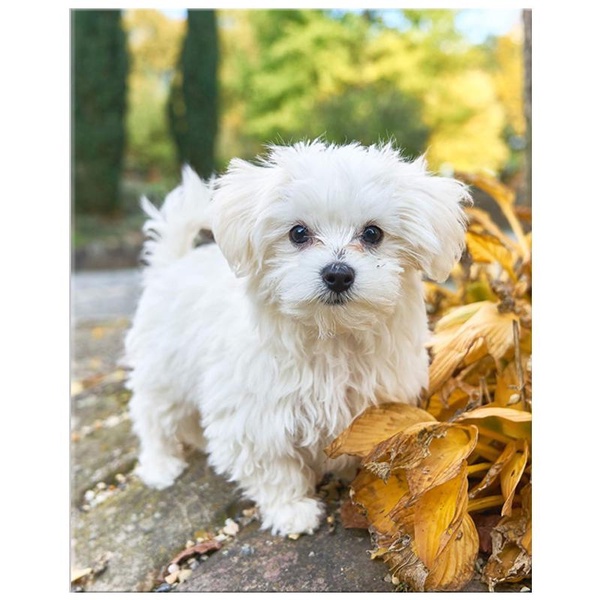 Bộ Tranh Đính Đá 5D Họa Tiết Chú Chó/ Động Vật Độc Đáo DIY Dùng Trang Trí