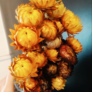 🌸Hoa cúc bất tử🌸 hoa khô vĩnh cửu🌸phong cách vintage