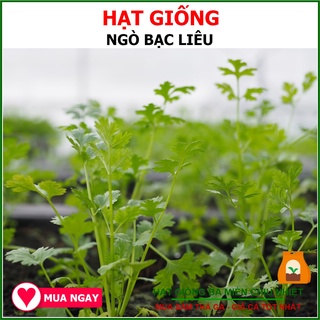 Hạt Giống Ngò Chịu Nhiệt 20gram