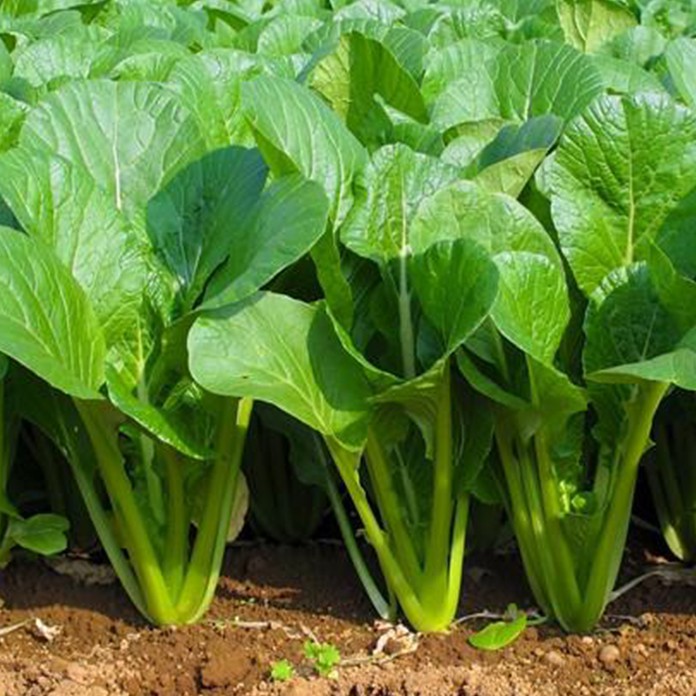 20gr - HẠT GIỐNG CẢI NGỌT