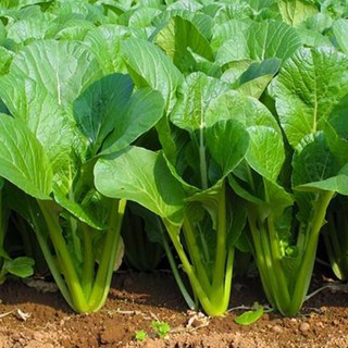 20gr - HẠT GIỐNG CẢI NGỌT