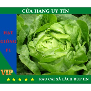 HOTHạt Giống RAU CẢI XÀ LÁCH BÚP HN Năng Suất, Dinh Dưỡng Cao - MUA 4 TẶNG 1
