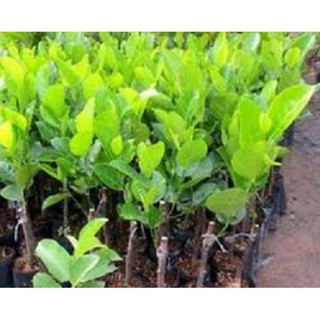 CÂY GIỐNG MÍT RUỘT ĐỎ SIÊU TRÁI