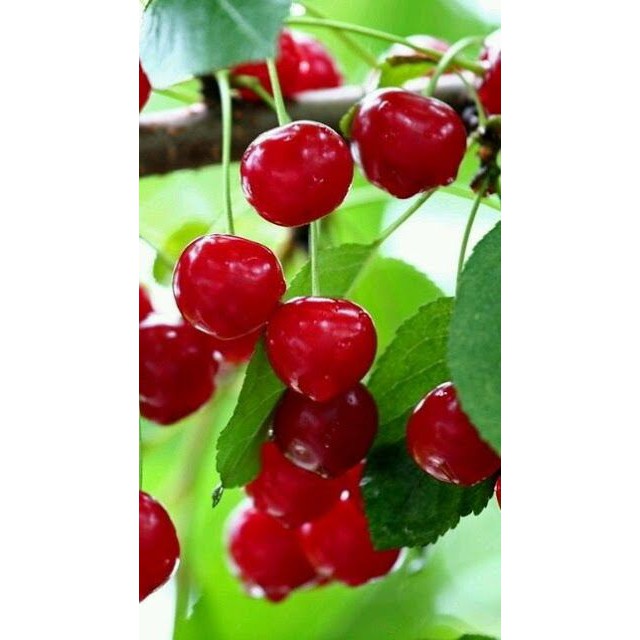 CÂY CHERRY ANH ĐÀO