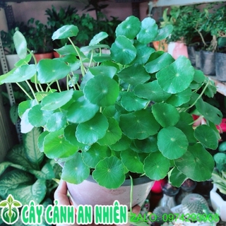 Cỏ đồng tiền