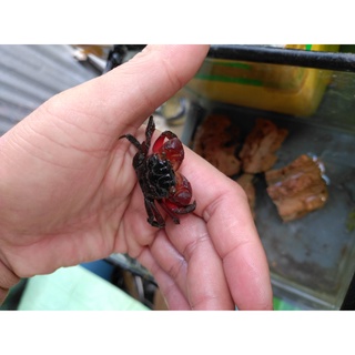 Còng lửa cho hồ bán cạn thủy sinh ( do dịch shop tạm ngừng bán xem thêm thông tin ở phần mô tả)