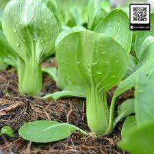 Hạt giống rau cải CHÍT cao sản - gói 50g