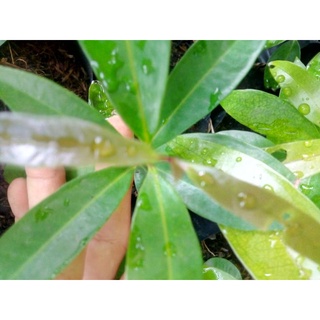 Cây mận lý giống từ 25-39cm( còn gọi là cây roi hoa vàng giống)