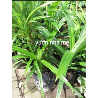 Cây lá dứa bầu đất đã ra rễ mạnh 1 bầu 2 cây