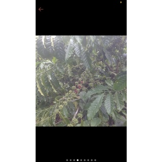 CA PHÊ NGUYÊN CHẤT ROBUSTA DĂK LĂK 500G
