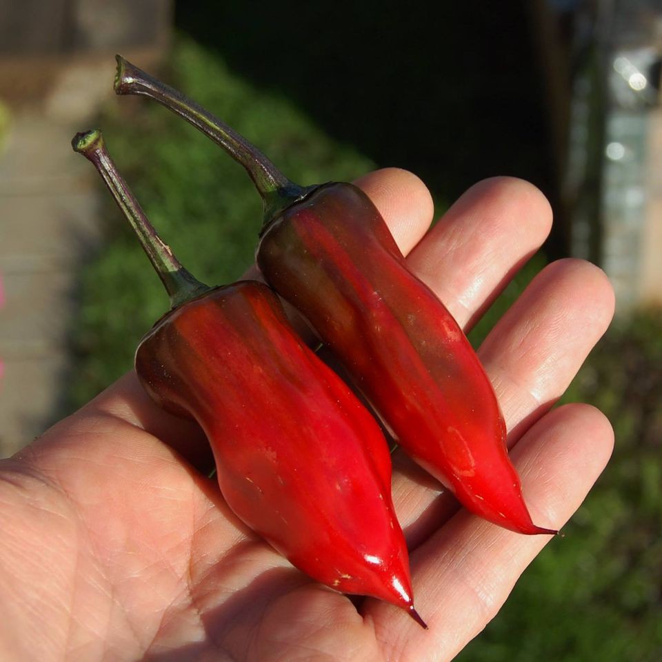 Hạt giống ớt Purple Tiger x Jalapeno V2 (No Variegated, Big Pod)