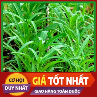 Hạt giống rau Muống Thái - rau ăn lá ngắn ngày