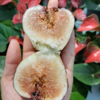 Cây Sung Mỹ.... đang trái