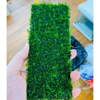 RÊU MINI TAIWAN vỉ 20x8cm siêu đẹp, gắn lũa hoặc trải nền