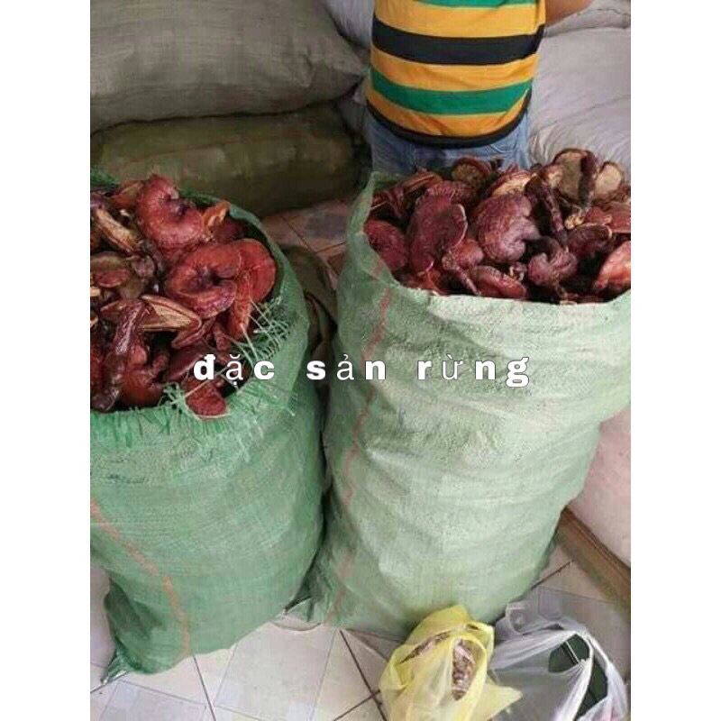 Nấm Linh Chi Đỏ Khô 500gr - Đặc sản rừng