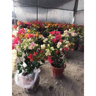 Cây hoa giấy ngũ sắc( hàng thái)