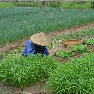 Hạt Giống Rau Muống Tre Thái Lan