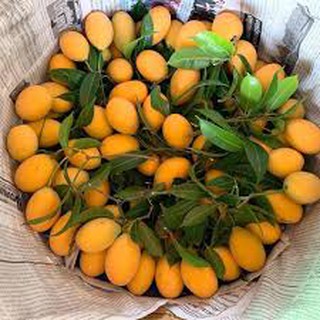 Cây giống thanh trà