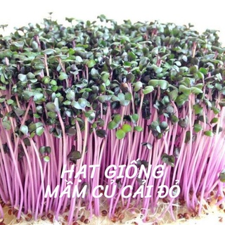 30g Hạt giống Mầm củ cải đỏ