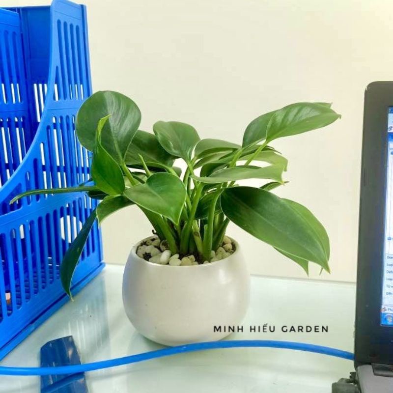 Cây đế vương xanh, cây phong thủy để bàn dễ chăm sóc
