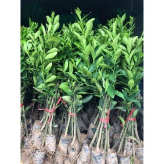 CÂY GIỐNG CHANH TỨ QUÍ