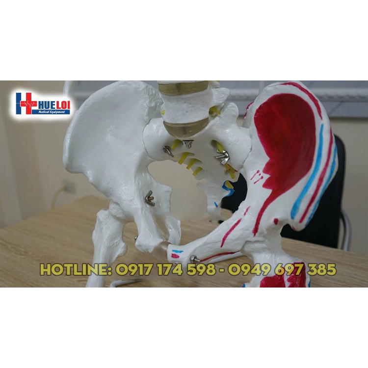 Mô hình cột sống tự nhiên tỷ lệ 1: 1 người lớn