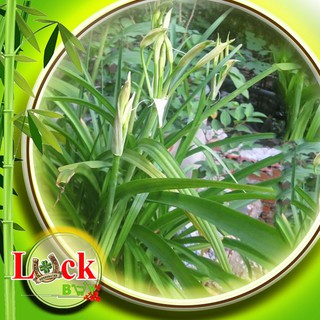 Ngải BÀ CHÚA XIÊM - Mang lại những may mắn, tài lộc lớn