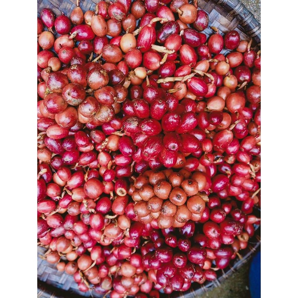 Thảo quả tươi Yên Bái ngâm rượu túi 500gr