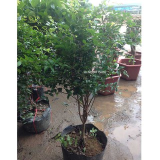 Cây nho thân gỗ loại 1m