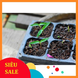 Hạt Giống Ớt Cu Tí Siêu Độc Lạ (10 Hạt) - [MUA 3 TẶNG 1 CÙNG LOẠI] - Dễ Trồng, Chịu Nhiệt, Năng Suất Cao
