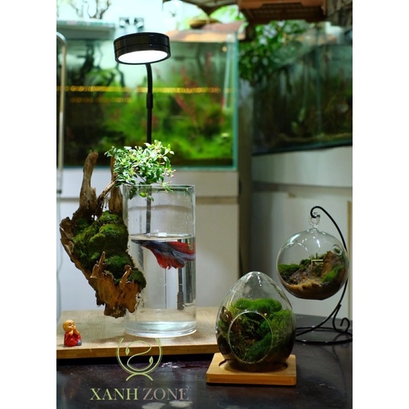 Lũa gỗ, lũa tạo bố cục, set hồ bán cạn, terrarium hồ cá nhỏ...