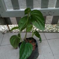 Cây trầu không (lấy lá ăn trầu) (freeship)