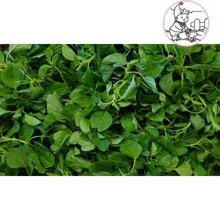 HẠT RAU DỀN VÀNG, DỀN CƠM - GÓI 10 GRAM