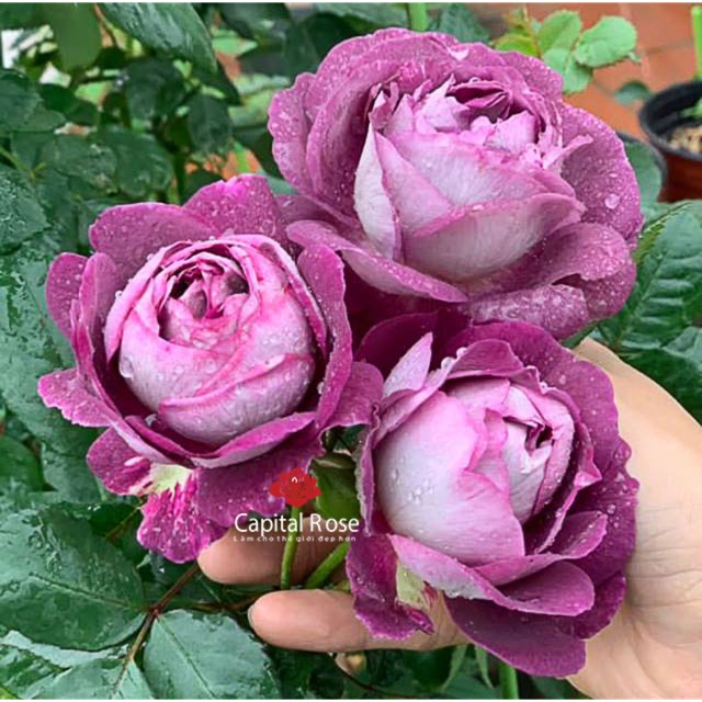 Hoa hồng màu tím Society cây giâm cành to gốc già