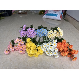 cúc tana siêu đẹp
