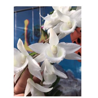 Hoa phong lan phi điệp trắng+ 700g phân thỏ hữu cơ