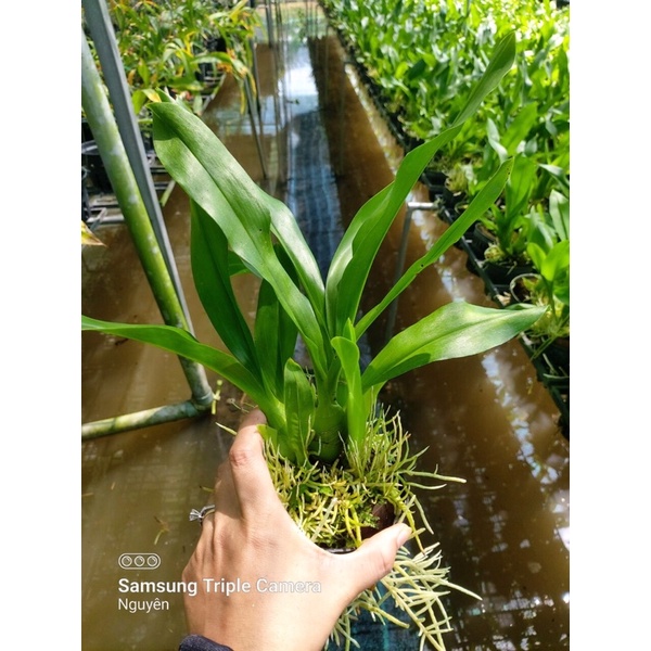 Vũ Nữ Hoàng Hậu Xanh Cây Trung Sắp Hoa