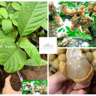 Cây giống bon bòn thái cây ươm hạt có sẵn (ảnh thật cây giống tại vườn)