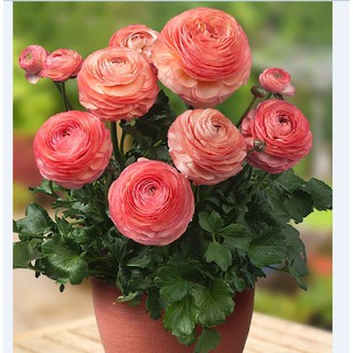 Củ hoa hồng mao lương màu cà rốt - tặng kèm viên nén ươm củ