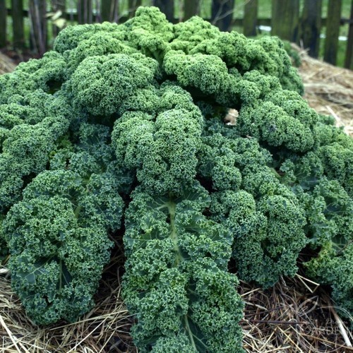 20 Hạt Giống Cải Xoăn Kale Darkibor