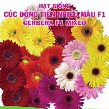 Hạt Giống Hoa Cúc Đồng Tiền Mix F1 - nhiều hạt (nẫy mầm &gt;90%) gói 0.1gr