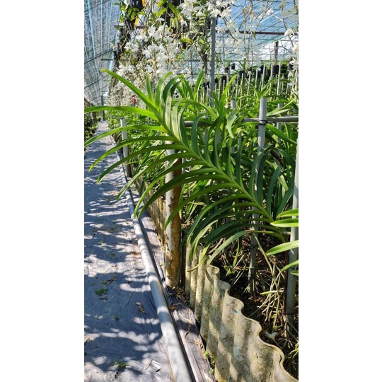 Phân bón AC SUPER Kali Canxi Bo đứng thân dài vòi hoa tăng sắc tố 100gam