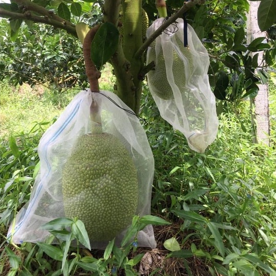 (20 cái)Túi Cước Thái Bao Trái Mít - Túi Bao Mít 50x70cm
