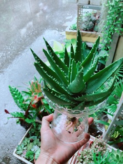 Nha Đam Trồng Thuỷ Sinh